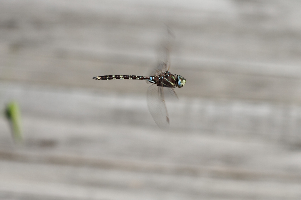 02 - Tamar island (9).jpg